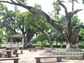 南溟自然村3棵超过300岁的古榕树